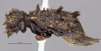 Media type: image;   Entomology 24737 Aspect: habitus lateral view